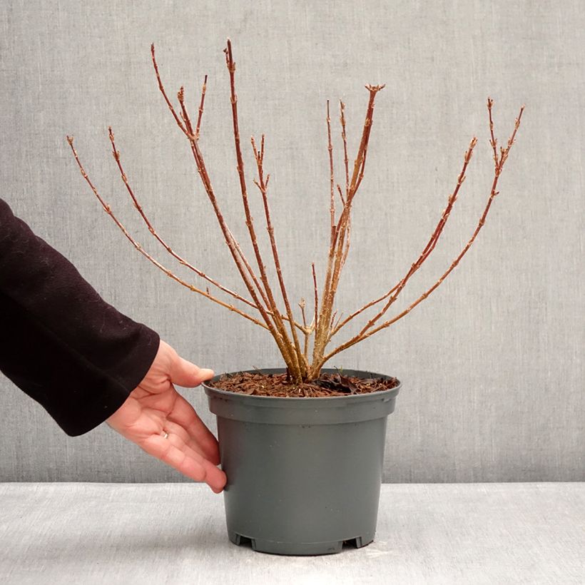 Exemplaar van Forsythia koreana Kumsun - Chinees klokje Pot van 3 l/4 l zoals geleverd in de winter