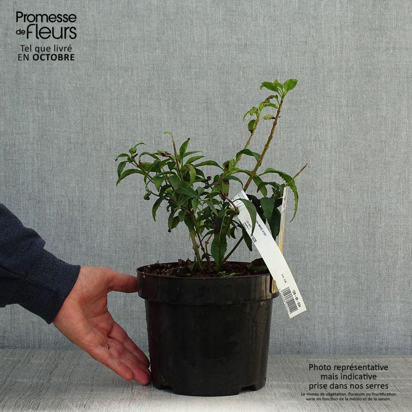 Exemplaar van Forsythia Marée d'Or - Chinees klokje Pot van 3 l/4 l zoals geleverd in de herfst