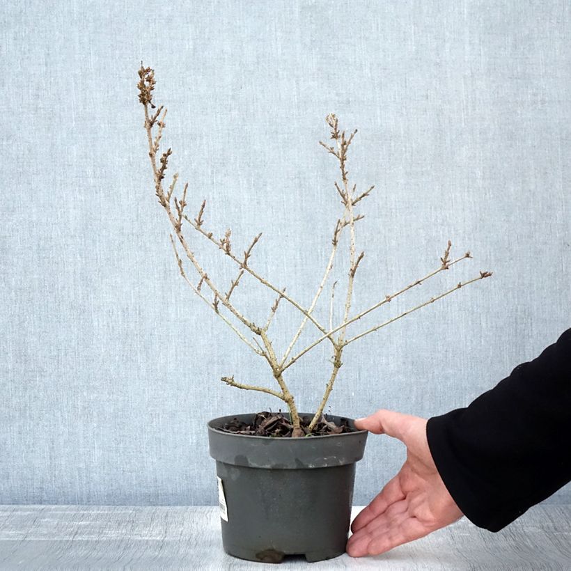 Exemplaar van Forsythia Mikador - Chinees klokje Pot van 2 l/3 l zoals geleverd in de herfst