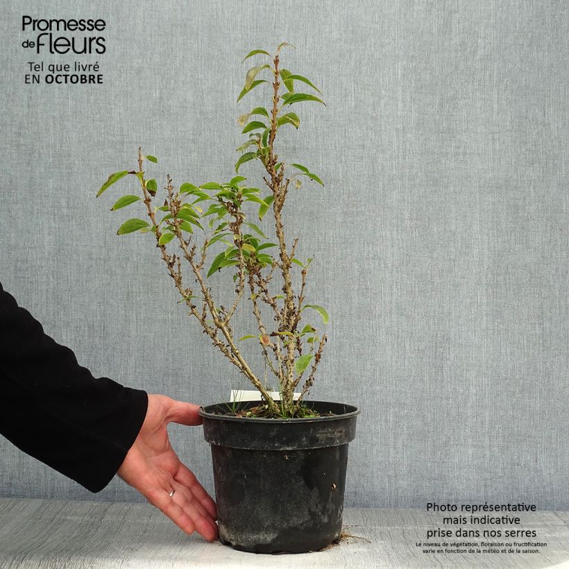 Exemplaar van Forsythia Nimbus - Chinees klokje Pot van 3 l/4 l zoals geleverd in de herfst