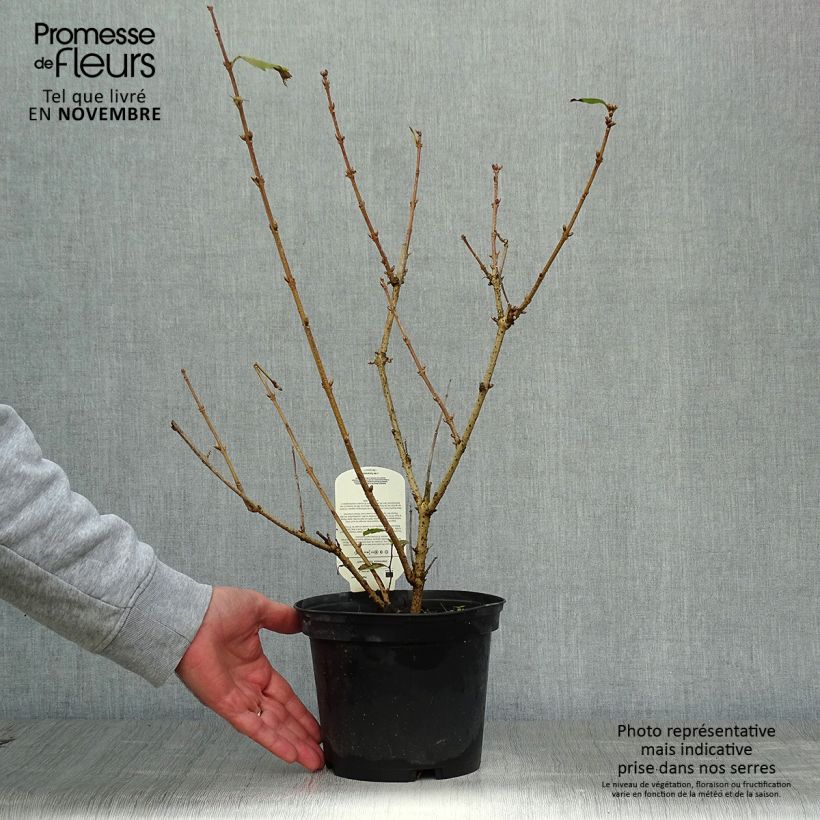 Exemplaar van Forsythia Gold Rausch - Chinees klokje Pot van 2 l/3 l zoals geleverd in de herfst