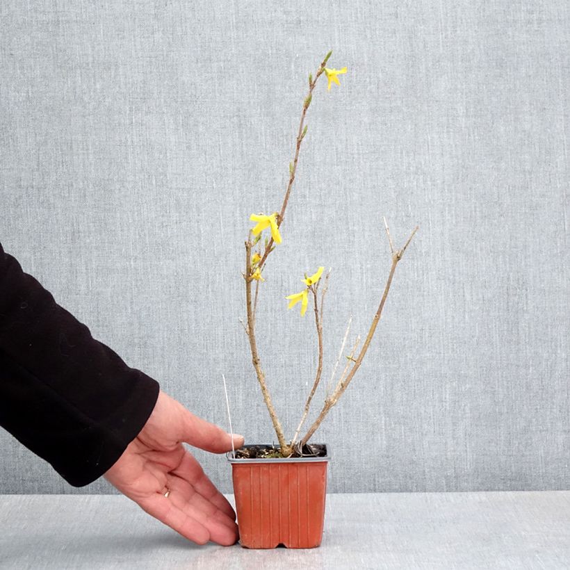 Exemplaar van Forsythia Goldzauber - Chinees klokje Kweekpotje van 8/9 cm zoals geleverd in de lente