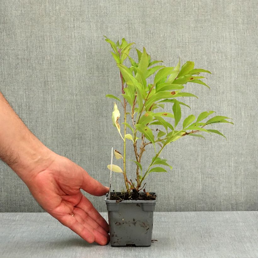 Exemplaar van Forsythia intermedia Lynwood - Chinees klokje Kweekpotje van 8/9 cm zoals geleverd in de lente