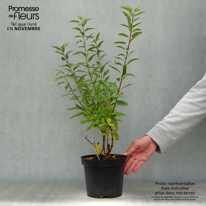 Exemplaar van Forsythia intermedia Minigold - Chinees klokje Pot van 2 l/3 l zoals geleverd in de herfst