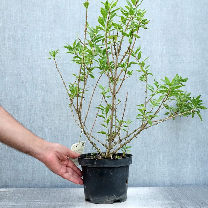 Exemplaar van Forsythia intermedia Minigold - Chinees klokje Pot van 2 l/3 l zoals geleverd in de zomer