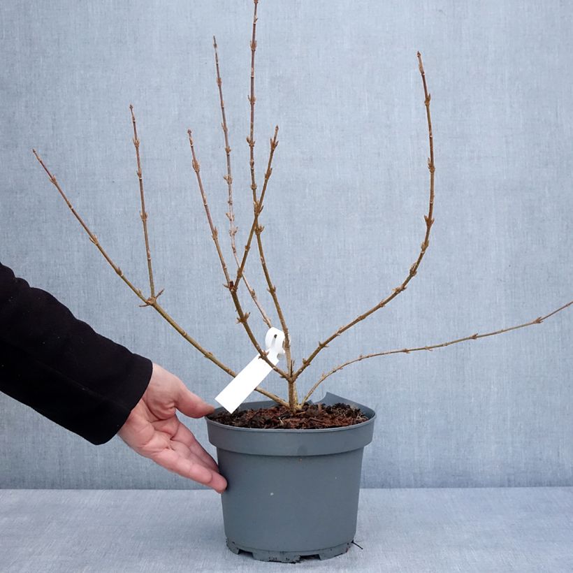 Exemplaar van Forsythia Variegata - Chinees klokje Pot van 3 l/4 l zoals geleverd in de winter