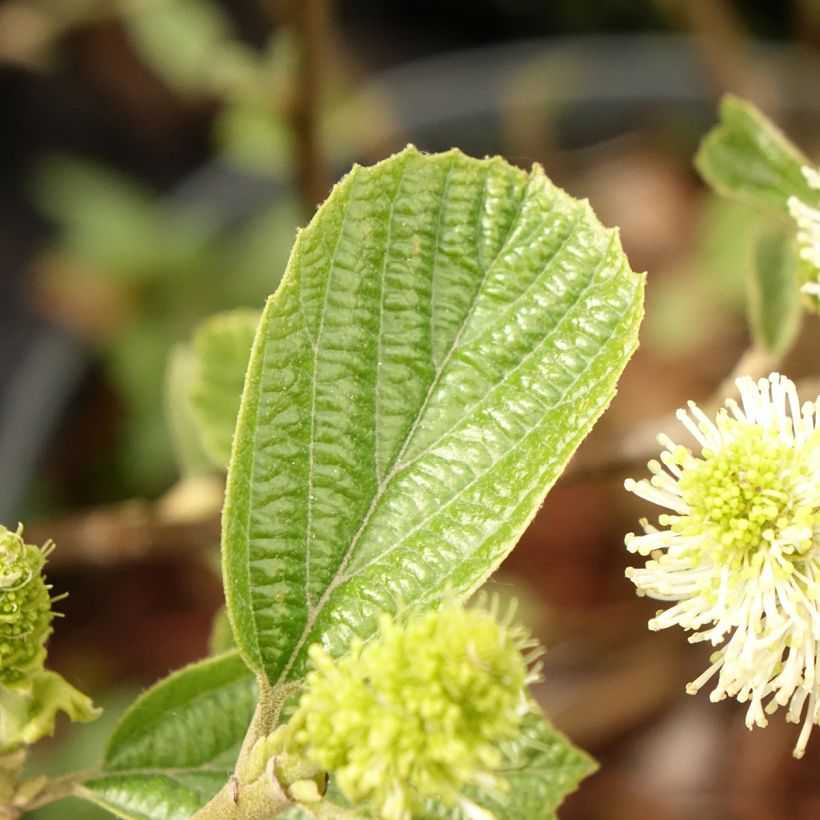 Fothergilla gardenii Suzanne - Lampenpoetsersstruik (Blad)