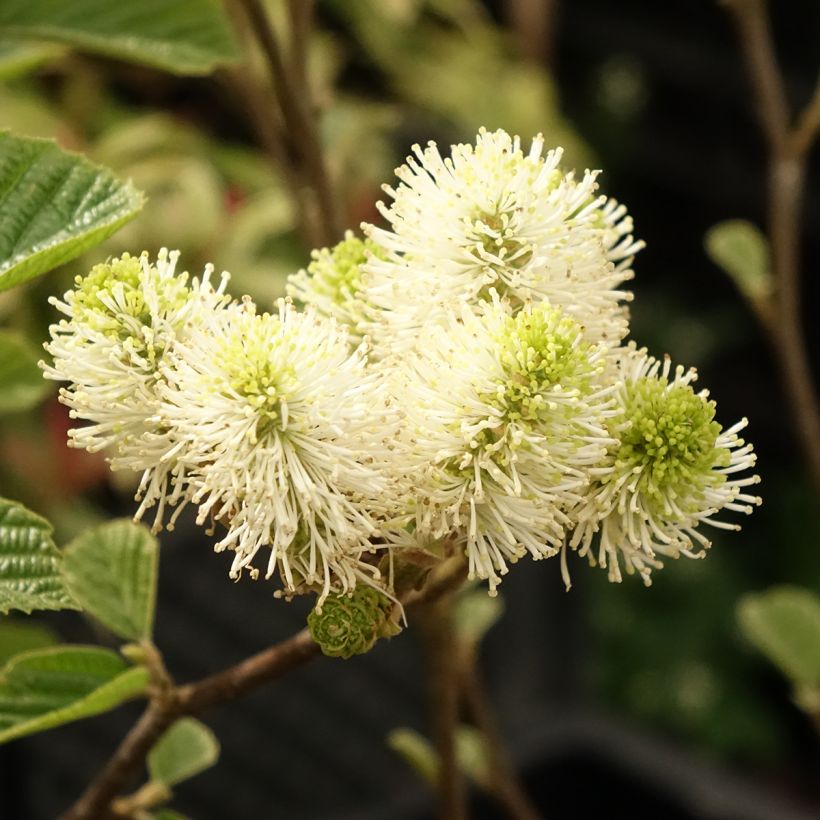 Fothergilla gardenii Suzanne - Lampenpoetsersstruik (Bloei)