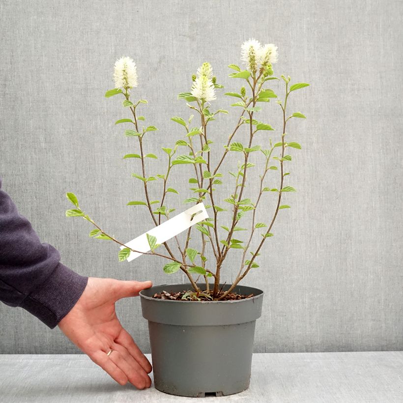 Exemplaar van Fothergilla gardenii Suzanne - Lampenpoetsersstruik Pot van 4 l/5 l zoals geleverd in de lente