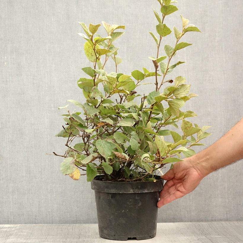 Exemplaar van Fothergilla intermedia Blue Shadow - Lampenpoetsersstruik Pot van 3 l/4 l zoals geleverd in de zomer