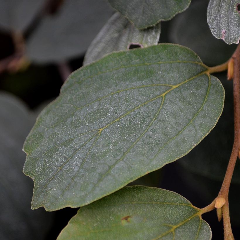 Fothergilla major - Lampenpoetsersstruik (Foliage)