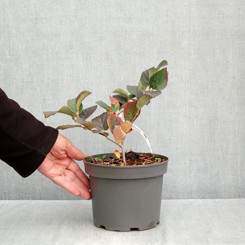 Exemplaar van Fothergilla major - Lampenpoetsersstruik Pot van 3 l/4 l zoals geleverd in de herfst