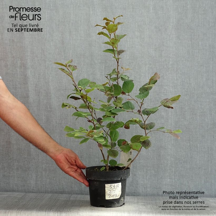 Exemplaar van Fothergilla major - Lampenpoetsersstruik Pot van 3 l/4 l zoals geleverd in de zomer