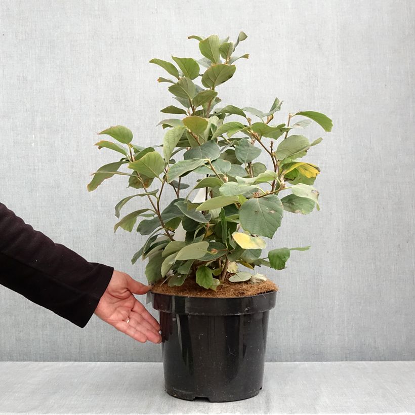 Exemplaar van Fothergilla major - Lampenpoetsersstruik Pot van 7,5 l/10 l zoals geleverd in de herfst
