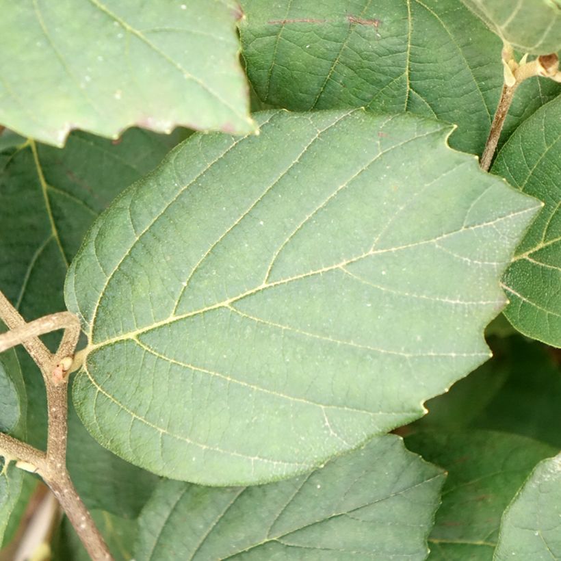 Fothergilla Mount Airy - Lampenpoetsersstruik (Blad)