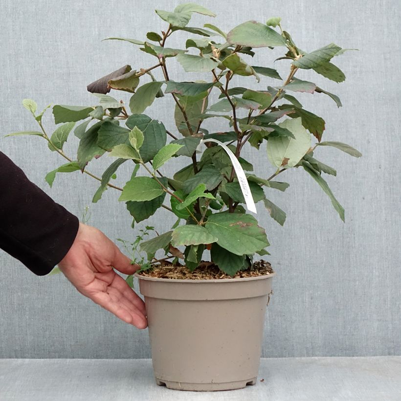 Exemplaar van Fothergilla Mount Airy - Lampenpoetsersstruik Pot van 4 l/5 l zoals geleverd in de herfst