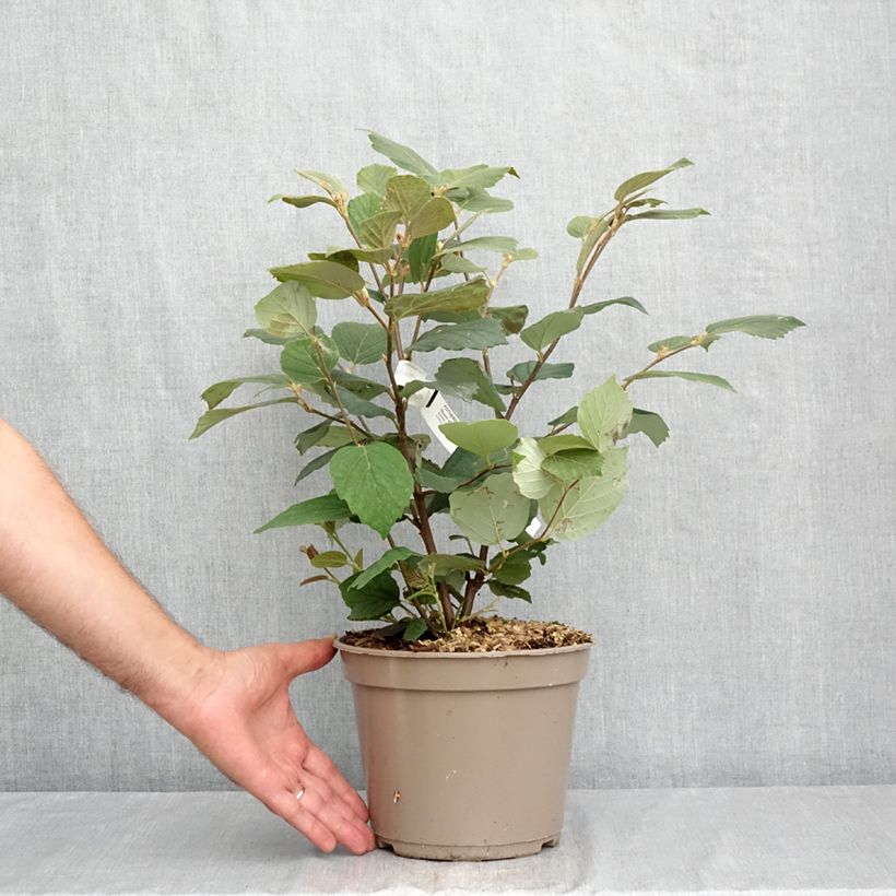 Exemplaar van Fothergilla Mount Airy - Lampenpoetsersstruik Pot van 4 l/5 l zoals geleverd in de zomer
