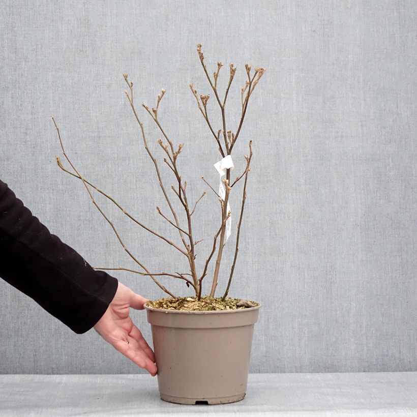 Exemplaar van Fothergilla Mount Airy - Lampenpoetsersstruik Pot van 4 l/5 l zoals geleverd in de winter