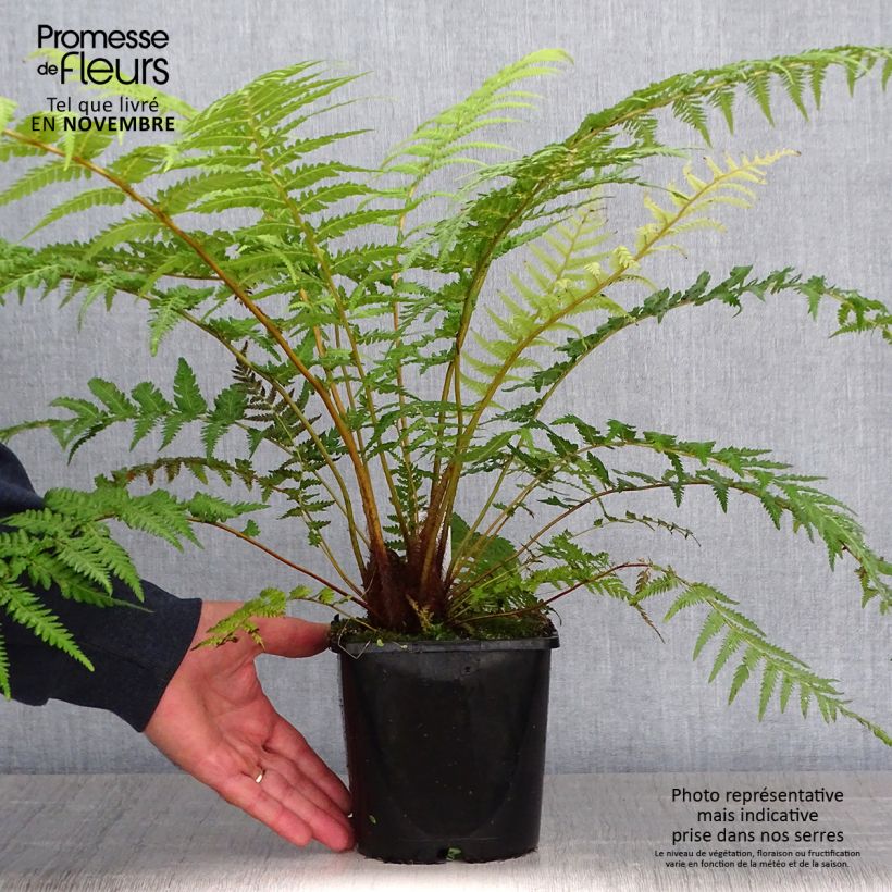 Exemplaar van Dicksonia antarctica - Tasmaanse boomvaren Pot van 2 l/3 l zoals geleverd in de herfst