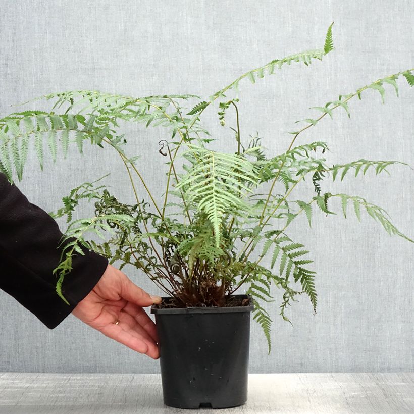 Example of Dicksonia antarctica - Tasmaanse boomvaren Pot van 2 l/3 l as you get in printemps