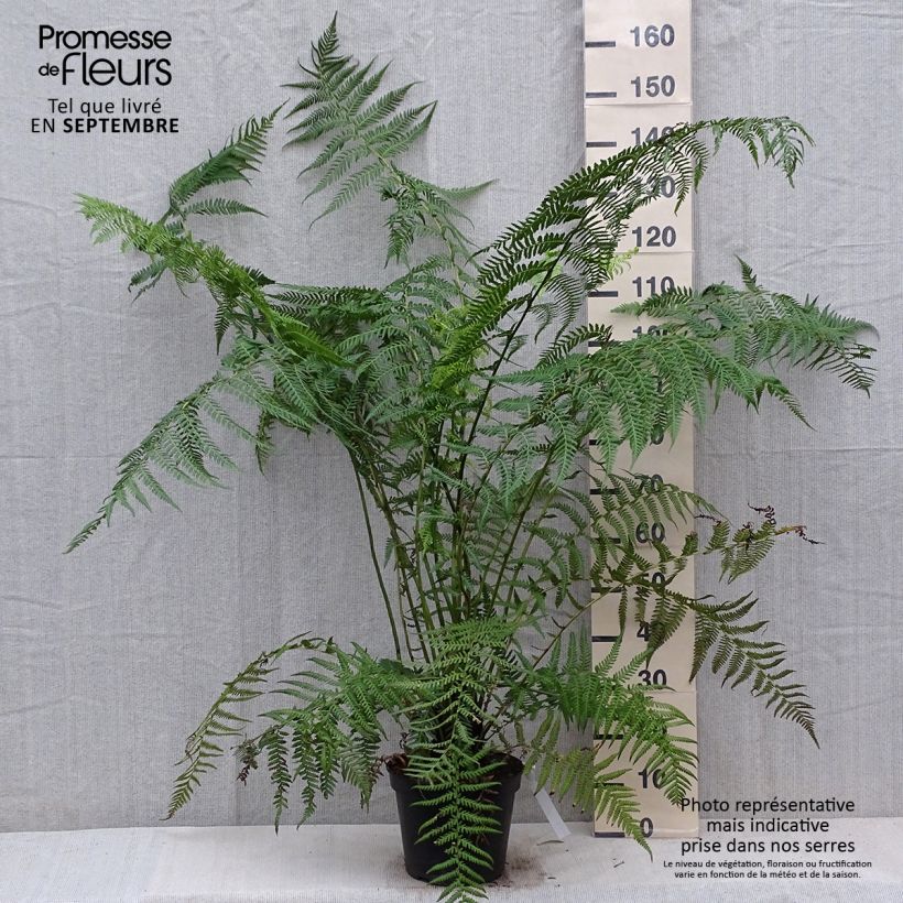 Exemplaar van Dicksonia antarctica - Tasmaanse boomvaren Pot van 4 l/5 l, Hoogstam zoals geleverd in de herfst