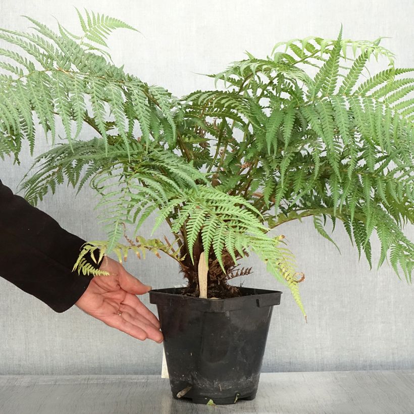 Exemplaar van Dicksonia fibrosa - Gouden boomvaren Pot van 3 l/4 l zoals geleverd in de herfst