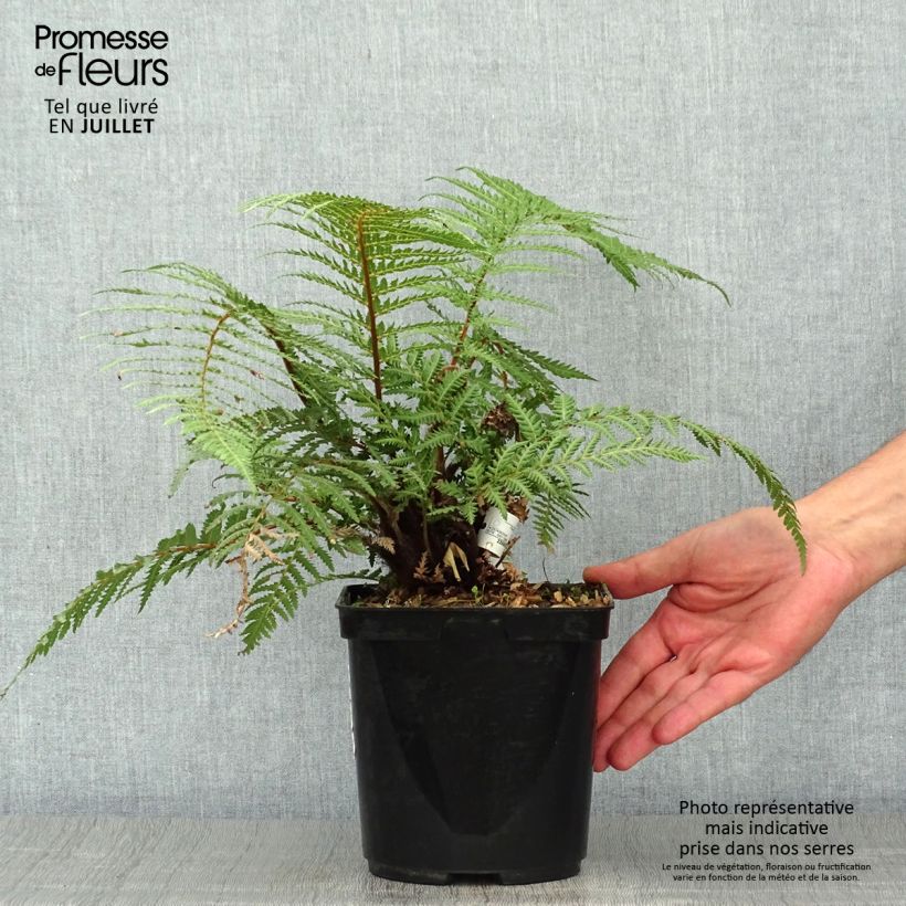 Exemplaar van Dicksonia fibrosa - Gouden boomvaren Pot van 3 l/4 l zoals geleverd in de zomer