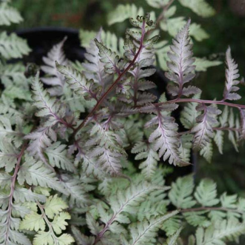 Athyrium niponicum var. pictum - Japanse regenboogvaren (Blad)