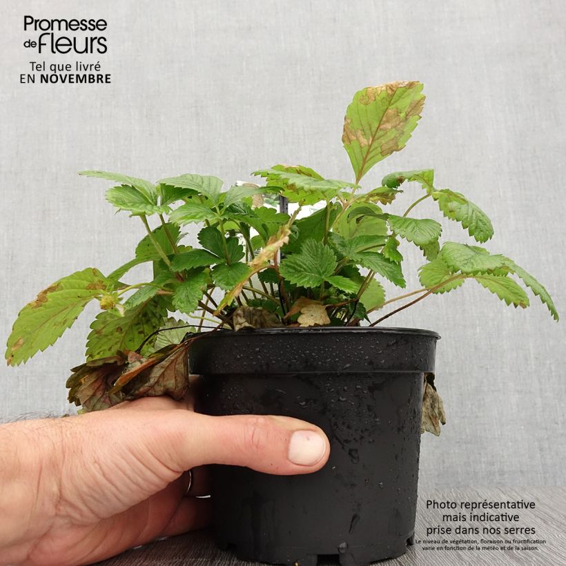 Exemplaar van Fragaria alpina Yellow Wonder - Bosaardbei Pot van 1,5 l/2 l zoals geleverd in de herfst