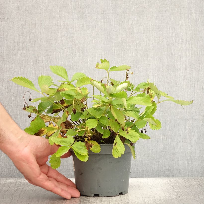 Exemplaar van Fragaria alpina Yellow Wonder - Bosaardbei Pot van 1,5 l/2 l zoals geleverd in de zomer