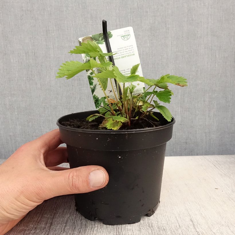 Exemplaar van Fragaria alpina Yellow Wonder - Bosaardbei Pot van 1,5 l/2 l zoals geleverd in de lente