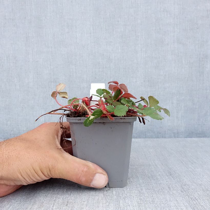 Exemplaar van Fragaria chiloensis - Duinaardbei Kweekpotje van 8/9 cm zoals geleverd in de zomer