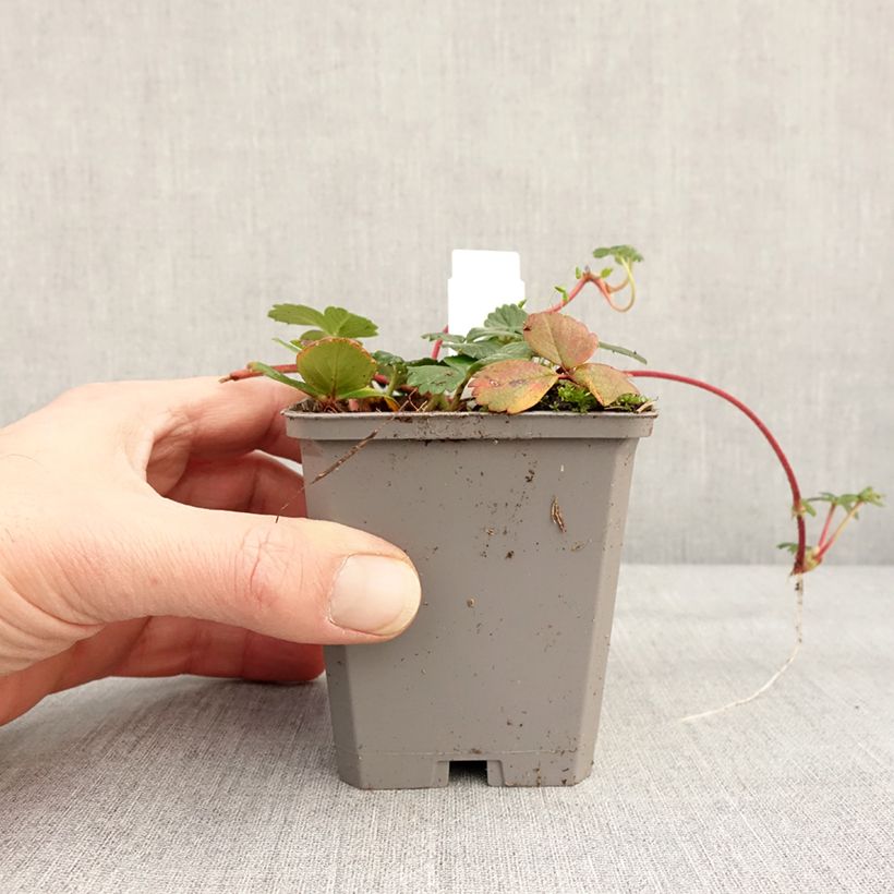 Exemplaar van Fragaria chiloensis - Duinaardbei Kweekpotje van 8/9 cm zoals geleverd in de winter