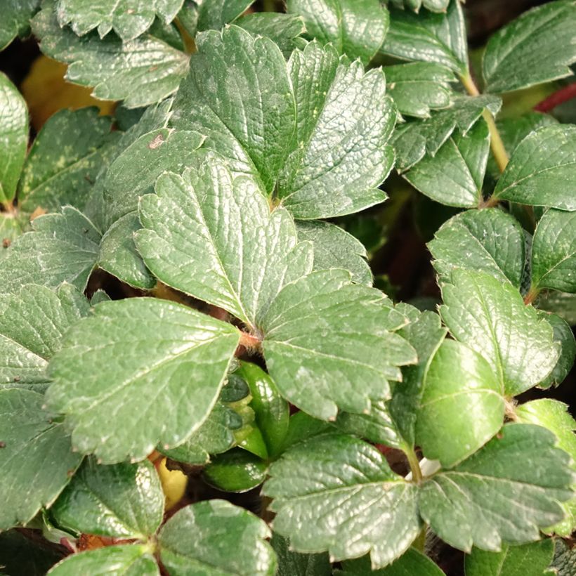 Fragaria chiloensis - Duinaardbei (Blad)