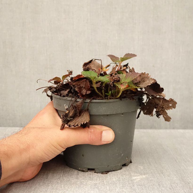 Exemplaar van Fragaria vesca Pink Marathon - Bosaardbei Pot van 1,5 l/2 l zoals geleverd in de herfst