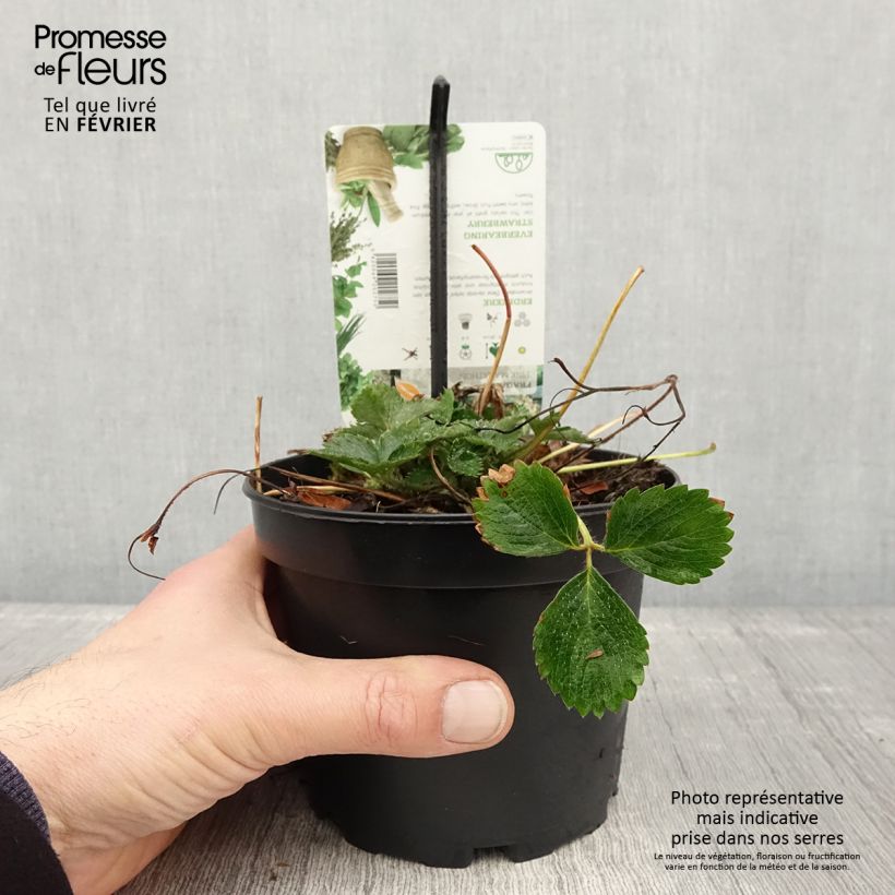 Exemplaar van Fragaria Pink Marathon (remontant) - Fraise des bois Pot de 1,5L/2L zoals geleverd in de winter