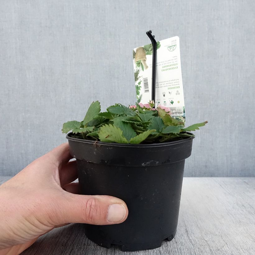 Example of Fragaria vesca Pink Marathon - Bosaardbei Pot van 1,5 l/2 l as you get in printemps