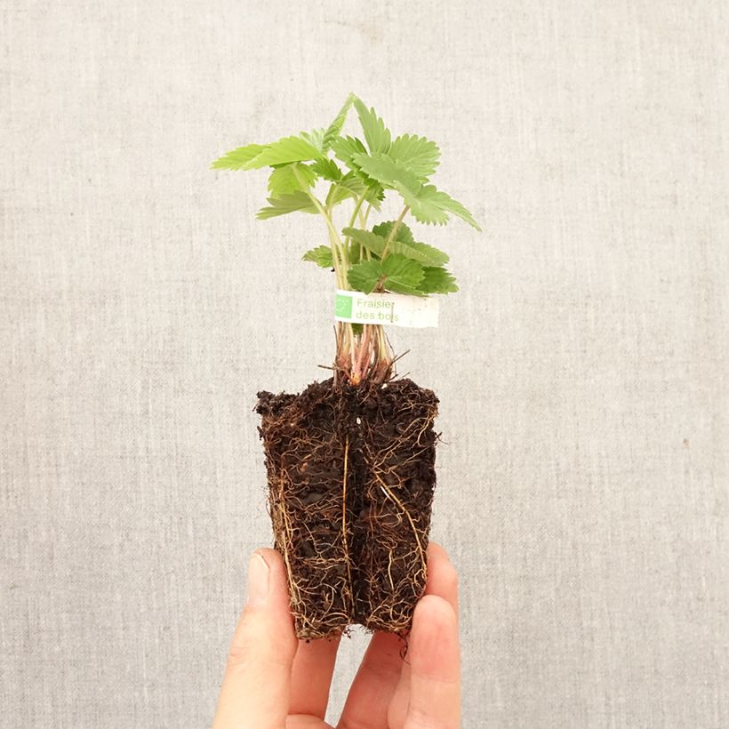 Exemplaar van Fragaria vesca Alexandria - Bosaardbei Wortelkluit van 5 cm x 7 cm zoals geleverd in de lente