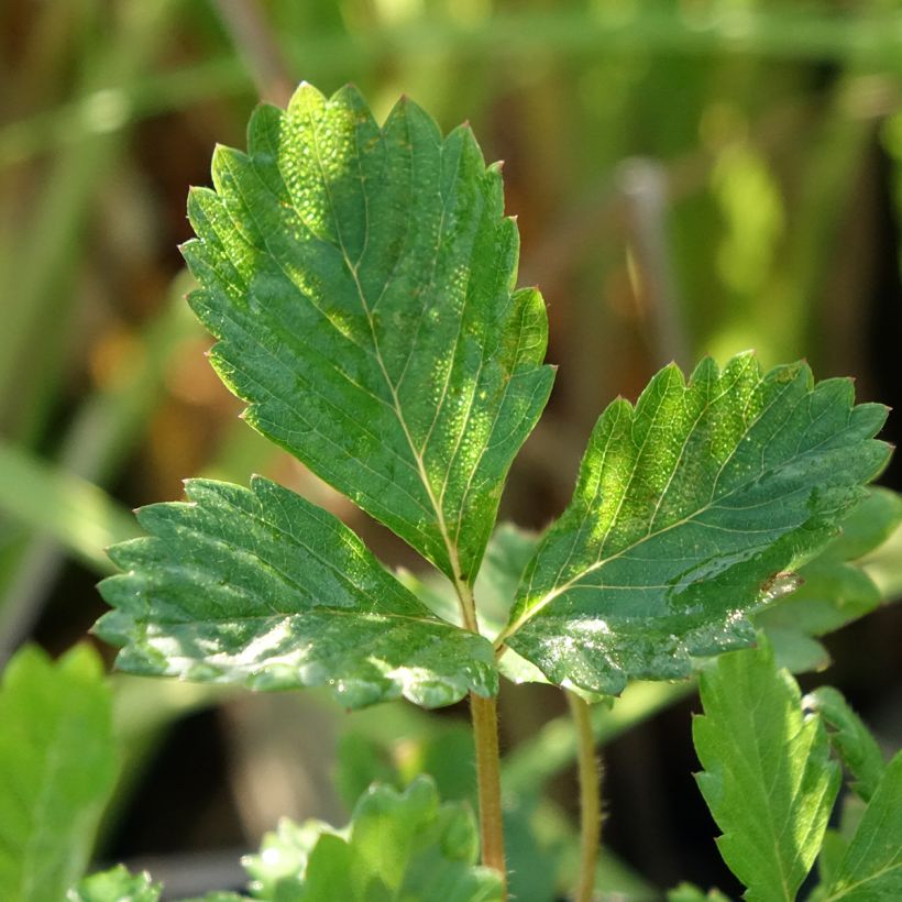 Fragaria vesca - Bosaardbei (Blad)