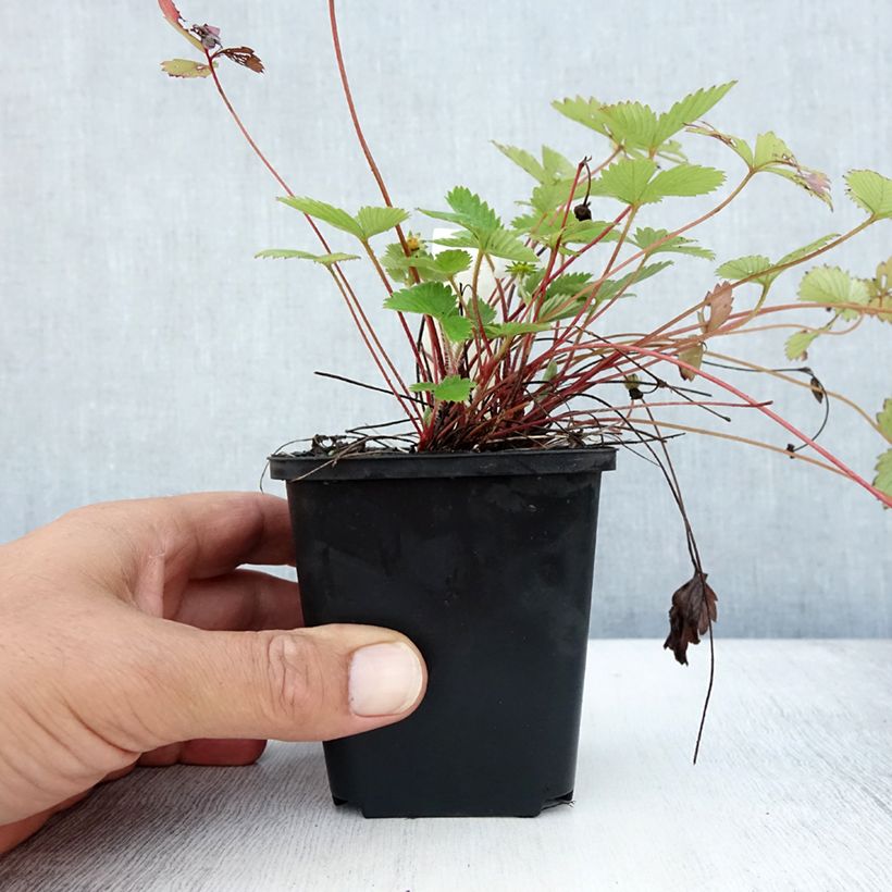 Exemplaar van Fragaria vesca - Bosaardbei Kweekpotje van 8/9 cm zoals geleverd in de zomer