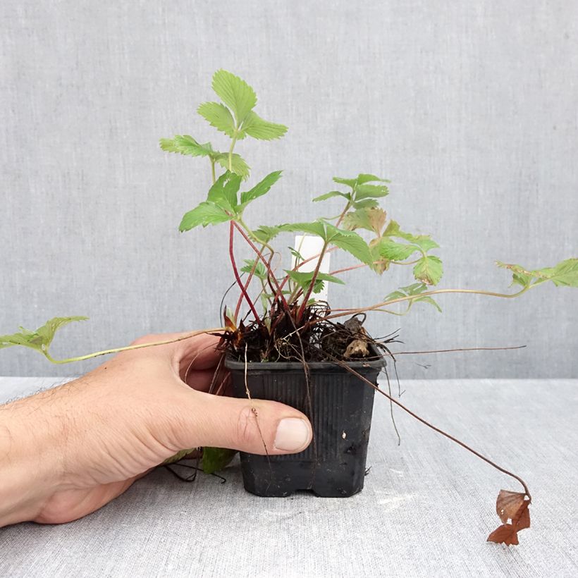 Exemplaar van Fragaria vesca Rugen - Bosaardbei Kweekpotje van 8/9 cm zoals geleverd in de herfst