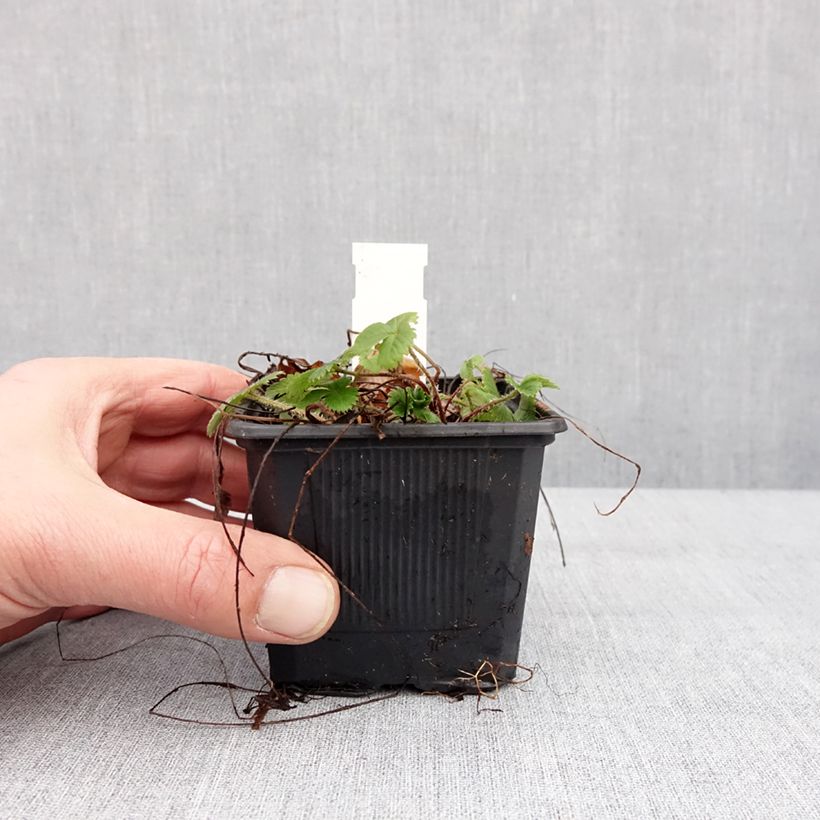 Exemplaar van Fragaria vesca Rugen - Fraisier des bois Godet de 8/9 cm zoals geleverd in de winter