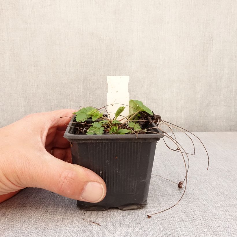 Example of Fragaria vesca Rugen - Bosaardbei Kweekpotje van 8/9 cm as you get in printemps