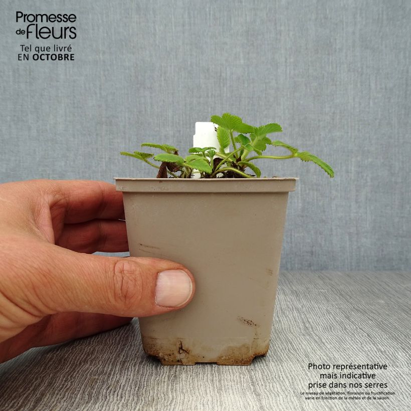 Exemplaar van Fragaria nubicola Mont Omei - Abrikozenaardbei Kweekpotje van 8/9 cm zoals geleverd in de herfst