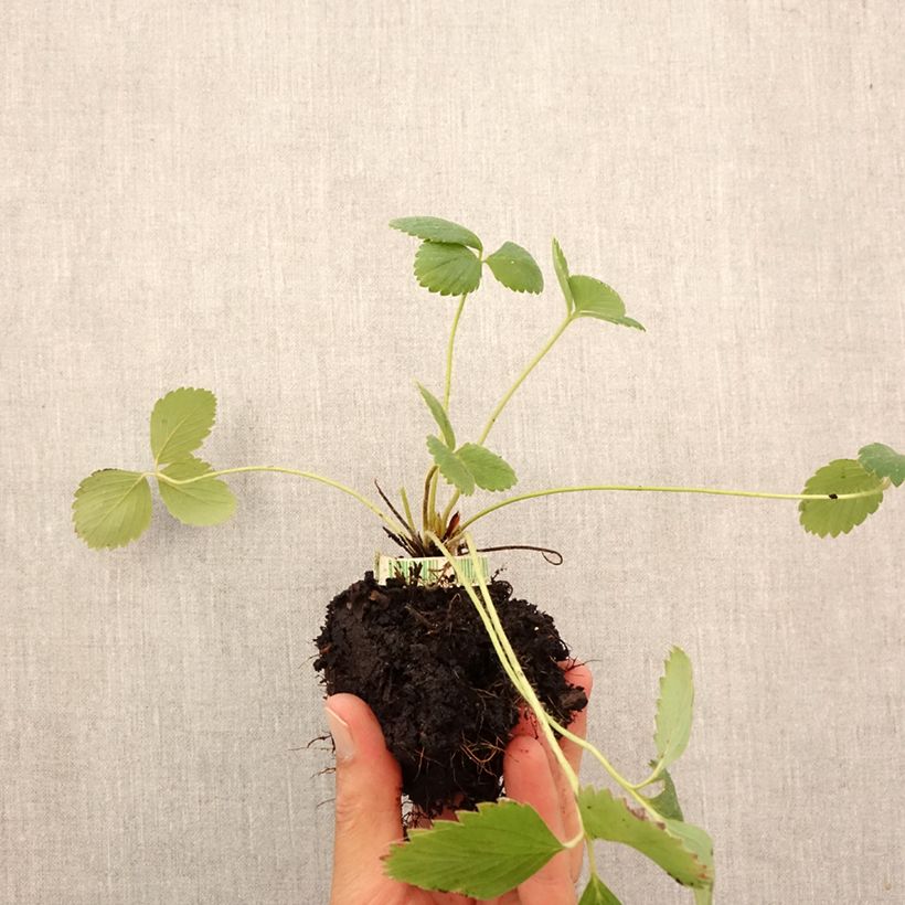 Exemplaar van Aardbei Anaïs BIO (doordragend) Wortelkluit van 5 cm x 7 cm zoals geleverd in de herfst