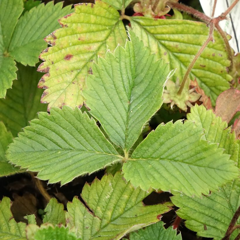 Grote bosaardbei Capron Royal (Blad)