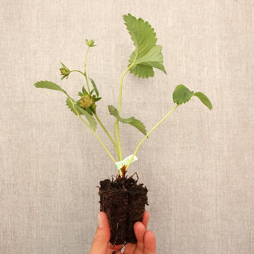 Exemplaar van Aardbei Charlotte BIO (doordragend) Wortelkluit van 5 cm x 7 cm zoals geleverd in de herfst