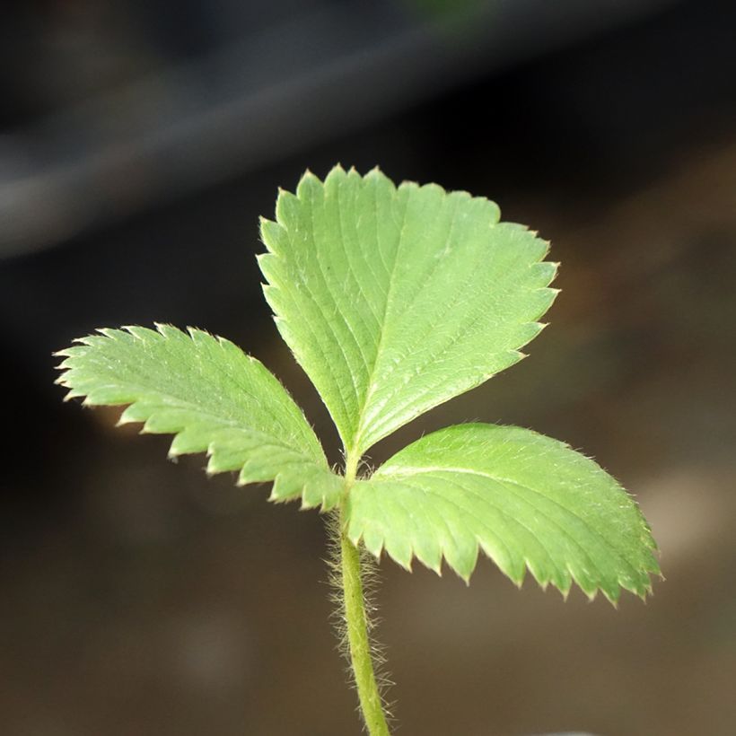 Aardbei Charlotte (doordragend) (Blad)