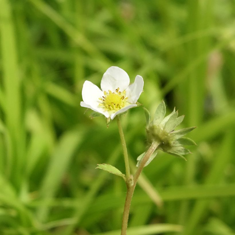 Aardbei Charlotte (doordragend) (Bloei)