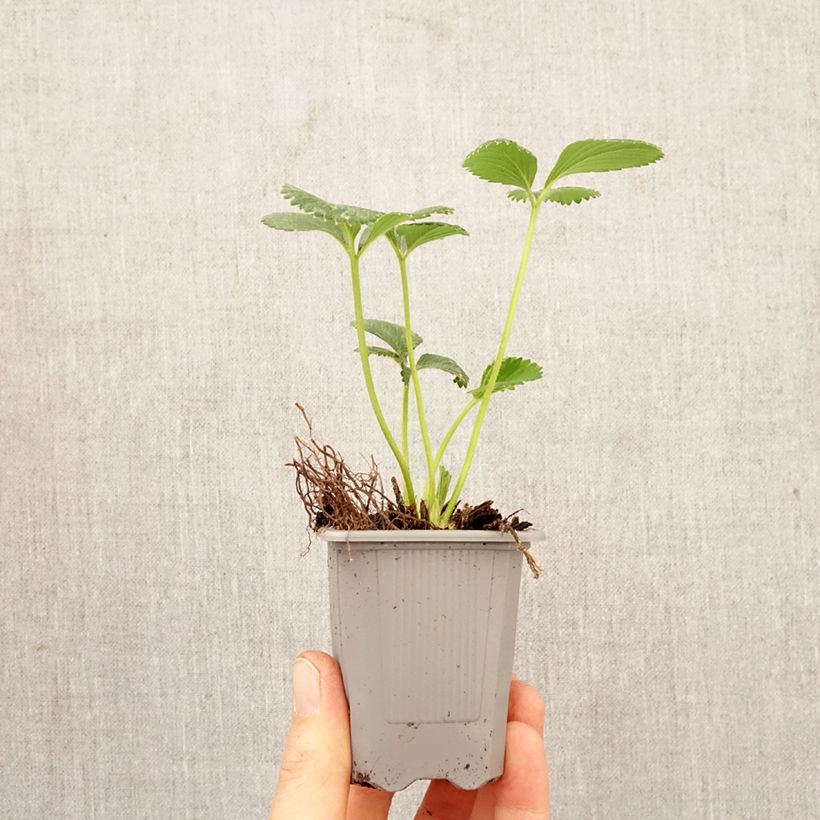 Exemplaar van Aardbei Charlotte (doordragend) Wortelkluit van 4 cm x 4,5 cm zoals geleverd in de lente